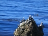 20150917_kirkcreek_us1_bigsur_monterey_watsonville_mk010