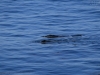 20150917_kirkcreek_us1_bigsur_monterey_watsonville_mk050