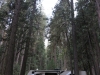 20150924_yosemite_mk125