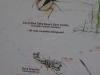 20151005_bryce_coralpinksanddunes_mk31