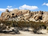 20151013_kingman_joshuatree_mk018