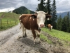 20180605-10_wilderkaiser_mk129