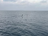 20210320-28_malediven_tauchsafari_mk216