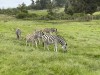 20221103-21_suedafrika_kapstadt_gardenroute_mk1913