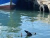 20221103-21_suedafrika_kapstadt_gardenroute_mk2208