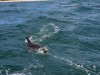 20221103-21_suedafrika_kapstadt_gardenroute_mk2243