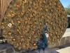 20250316-24_mexiko_baja_california_sur_mk0332