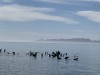 20250316-24_mexiko_baja_california_sur_mk0452