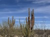 20250316-24_mexiko_baja_california_sur_mk0509