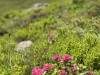 20250619-22_st_johann_pongau_mk085