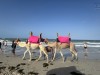 20250903-13_magiclife_penelope_beach_djerba_tunesien_mk779